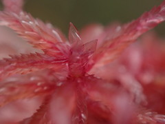 Sphagnum subnitens