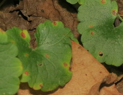 Puccinia glechomatis