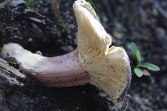 Russula nothofaginea