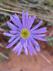 Brachyscome spathulata