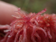 Sphagnum subnitens