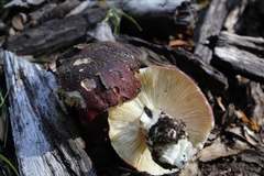 Russula nothofaginea