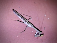 Polyspilota aeruginosa