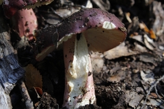 Russula nothofaginea