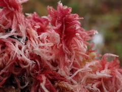 Sphagnum subnitens