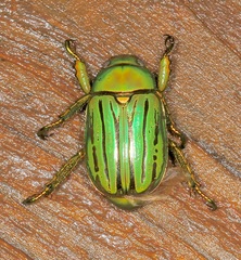 Chrysina gloriosa