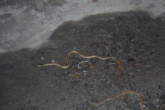 Thamnophis proximus rubrilineatus