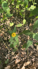 Melampodium divaricatum