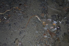 Thamnophis proximus rubrilineatus