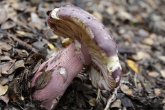 Russula nothofaginea