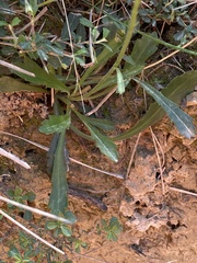 Brachyscome spathulata