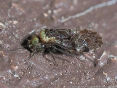 Trichadenotecnum alexanderae