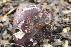 Russula nothofaginea