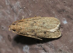 Glyphidocera juniperella