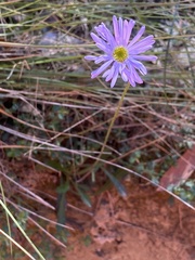 Brachyscome spathulata