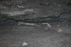 Thamnophis proximus rubrilineatus