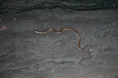 Thamnophis proximus rubrilineatus