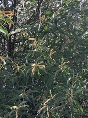 Acacia leiocalyx