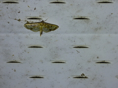 Herpetogramma thestealis