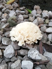 Sparassis spathulata