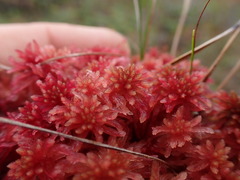 Sphagnum subnitens