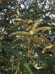 Acacia leiocalyx