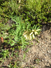 Hedysarum sulphurescens