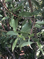 Acacia leiocalyx