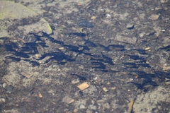 Ameiurus nebulosus