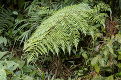 Cyatheaceae