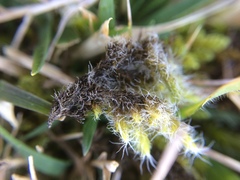 Racomitrium pruinosum