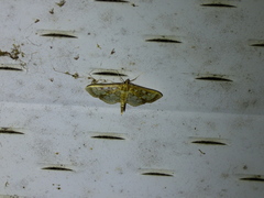 Herpetogramma thestealis