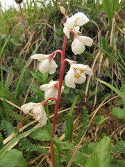 Pyrola grandiflora