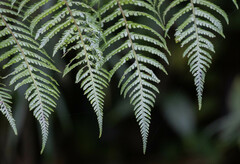 Cyatheaceae