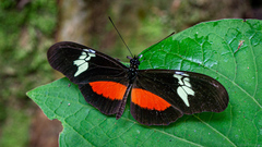 Heliconius hortense