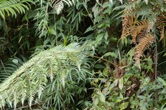 Cyatheaceae