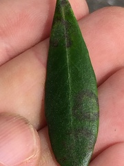 Venturia oleaginea