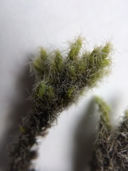 Racomitrium pruinosum
