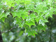Acer pictum mono