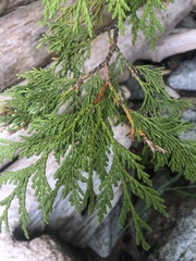 Thuja plicata