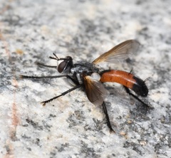 Cylindromyia
