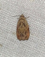 Zomaria interruptolineana