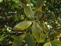 Carya floridana