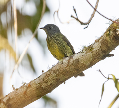 Mionectes striaticollis