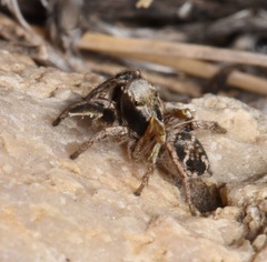 Habronattus cuspidatus