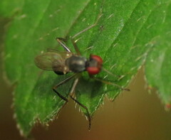 Sepsidae