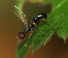 Sepsidae