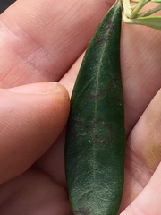 Venturia oleaginea