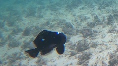 Dascyllus trimaculatus