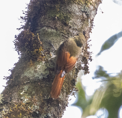 Sittasomus griseicapillus